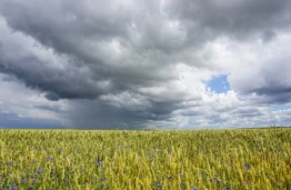 Skėtis vietoj kepurės nuo saulės: kodėl vėsi vasara nepaneigia klimato kaitos